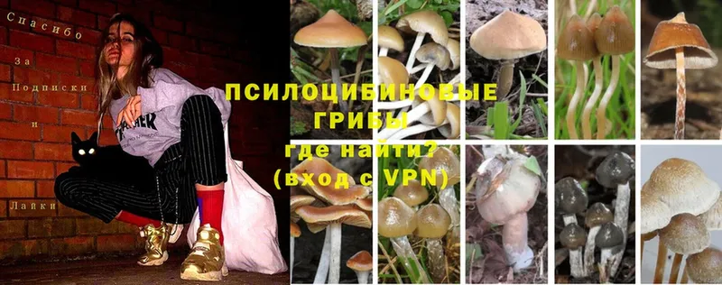 магазин продажи наркотиков  Белоозёрский  Галлюциногенные грибы Psilocybine cubensis 